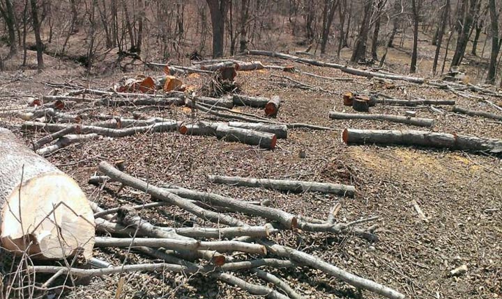 Подготовительные работы – вырубка деревьев